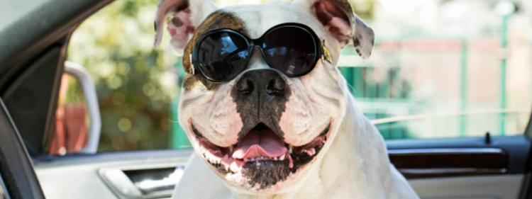 Bulldog wearing sunglasses 