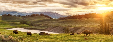 Herd of bison at sunset. Yellowstone National Park, Wyoming