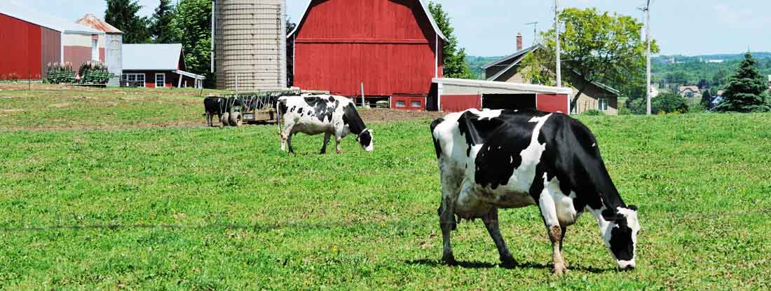 Dairy farm of several cows grazing in a pasture. Wisconsin State Laws and Regs.