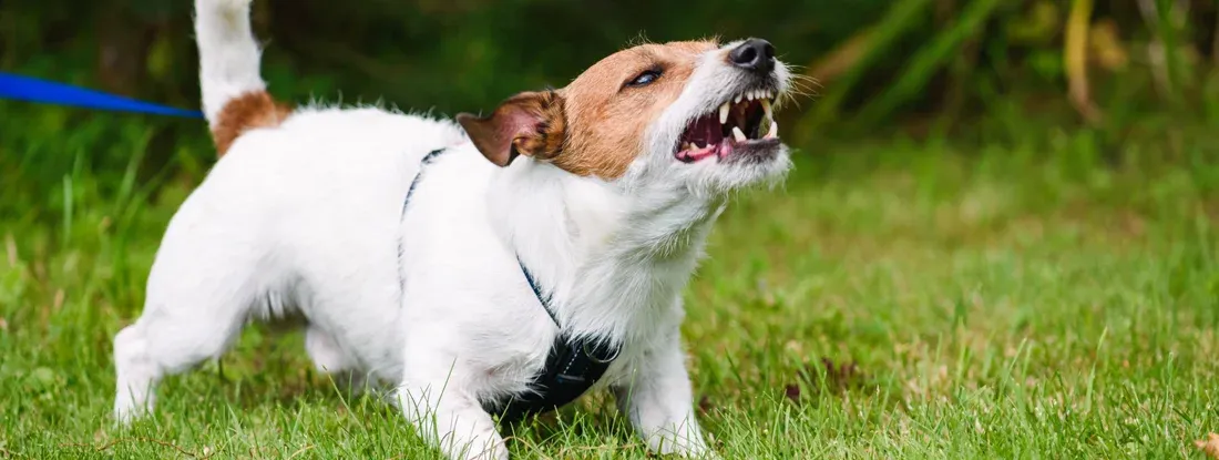 Angry dog aggressively barking and defending his territory. Will insurance cover dog bites?