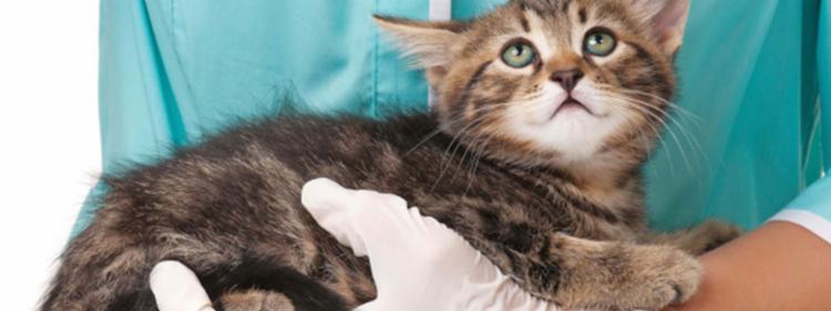 Sick kitten being held by the vet