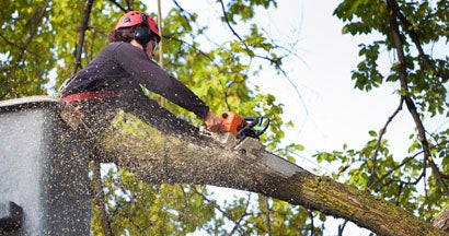 Tree Cutter