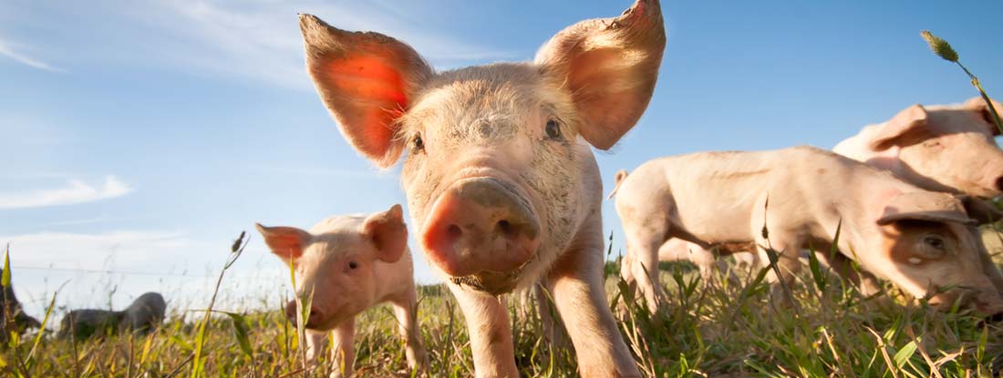 Several pigs in the foreground on a hobby farm. How to insure livestock on a hobby farm.