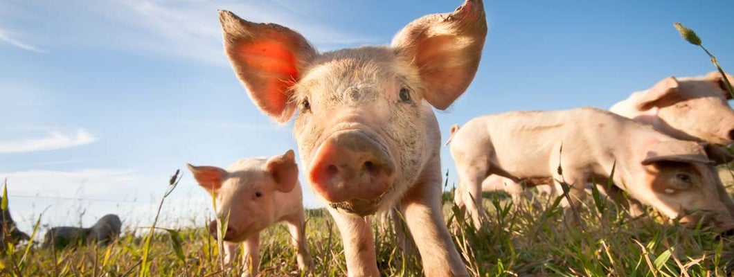 Several pigs in the foreground on a hobby farm. How to insure livestock on a hobby farm.