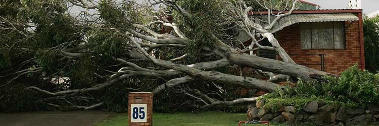 Does Home Insurance Cover Tree Cleanup? Trusted Choice