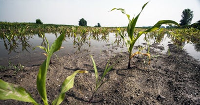 Flooding at corn fields. Find Crop Insurance.