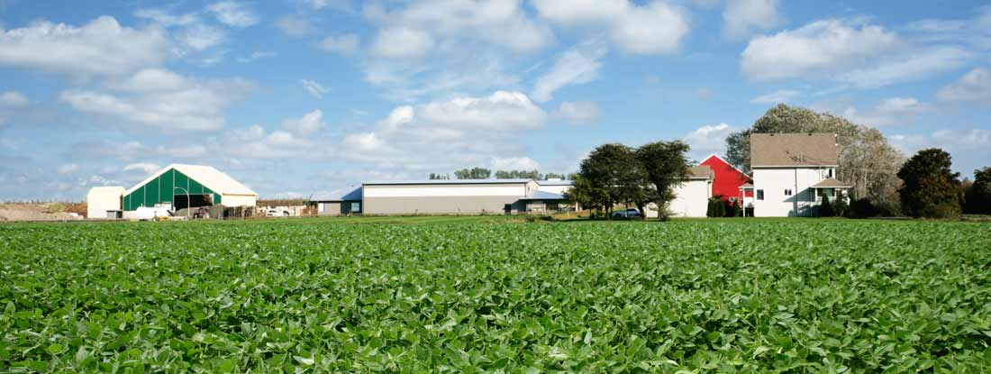 Farmstead, featuring a large, healthy field of green soybeans in the foreground leading up to several farm buildings. Ohio State Laws and Regs.