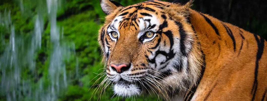 How to insure an exotic cat sanctuary