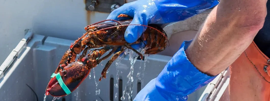 Live Maine lobsters being sorted on fishing boat. How to Find the Best Business Insurance in York, Maine.
