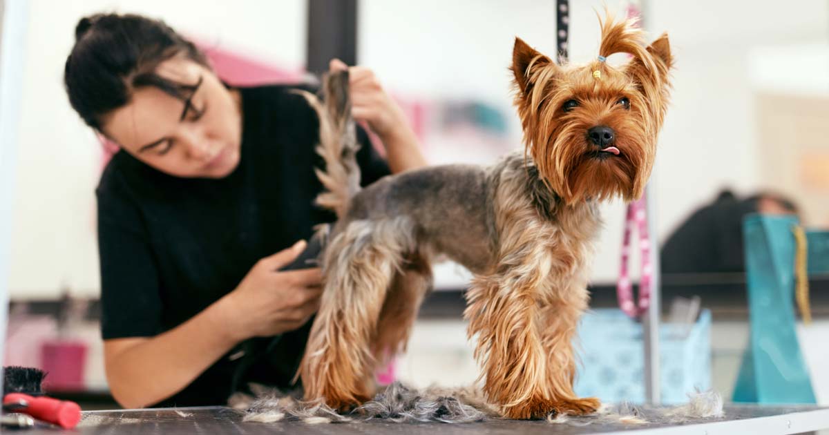 Pet Groomer Insurance Match with an Agent Trusted Choice