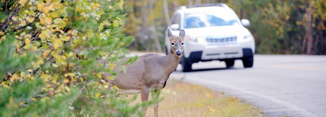 Driver Swerves to Avoid Deer: Who's Responsible? | Trusted Choice