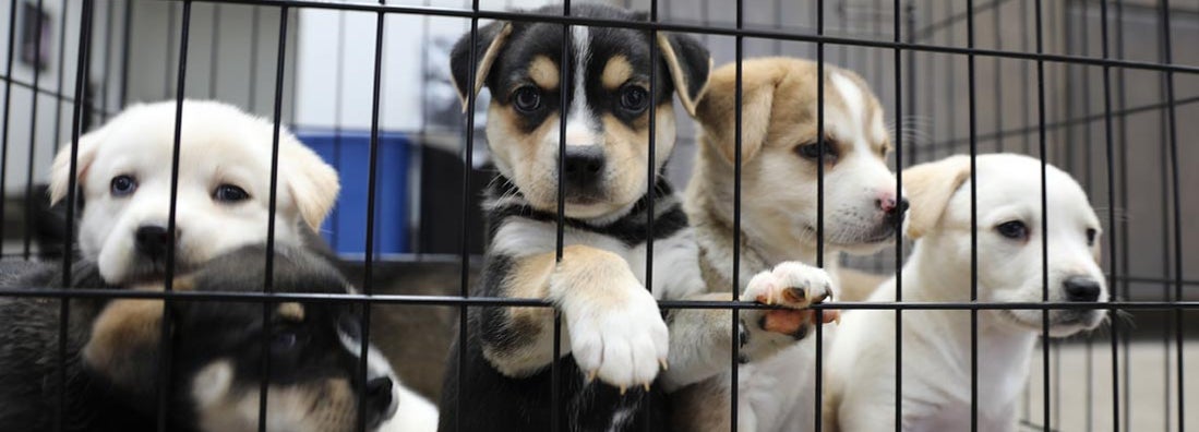 Animal Shelter Insurance | Match with an Agent | Trusted Choice Animal Shelter Insurance | Match with an Agent | Trusted Choice