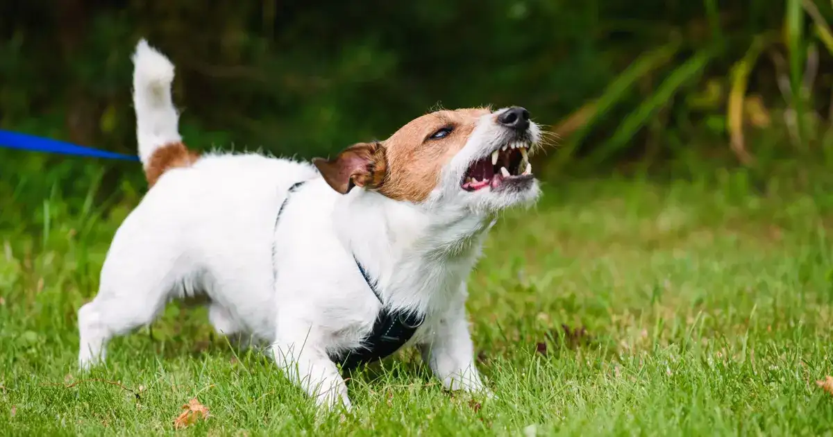 What Dog Breeds Affect Homeowners Insurance: Key Insights Revealed