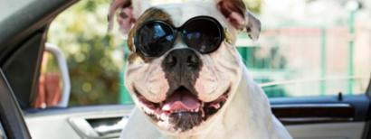 Bulldog wearing sunglasses 