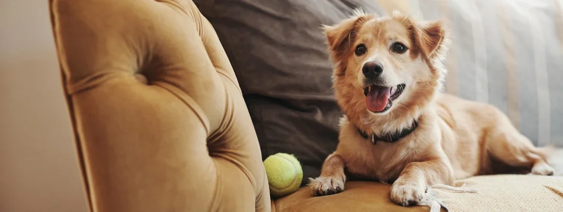 Dog lying on the sofa in apartment. Does Renters Insurance Cover Pet Damage in 2026?