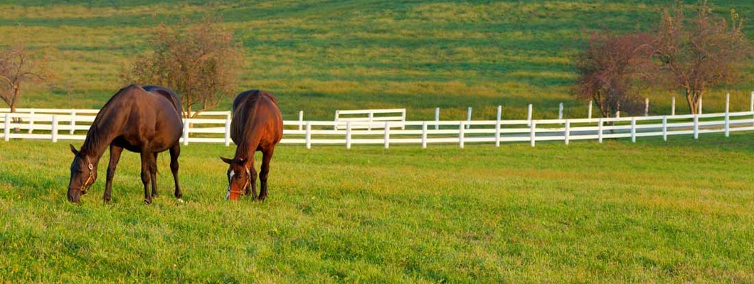 Two brown horses grazing peacefully in a lush green pasture. Kentucky State Laws and Regs.