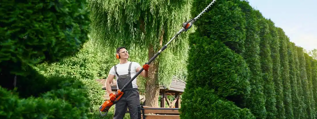 Landscaper using electric trimmer for shaping hedge. Find landscaper license requirements by state.