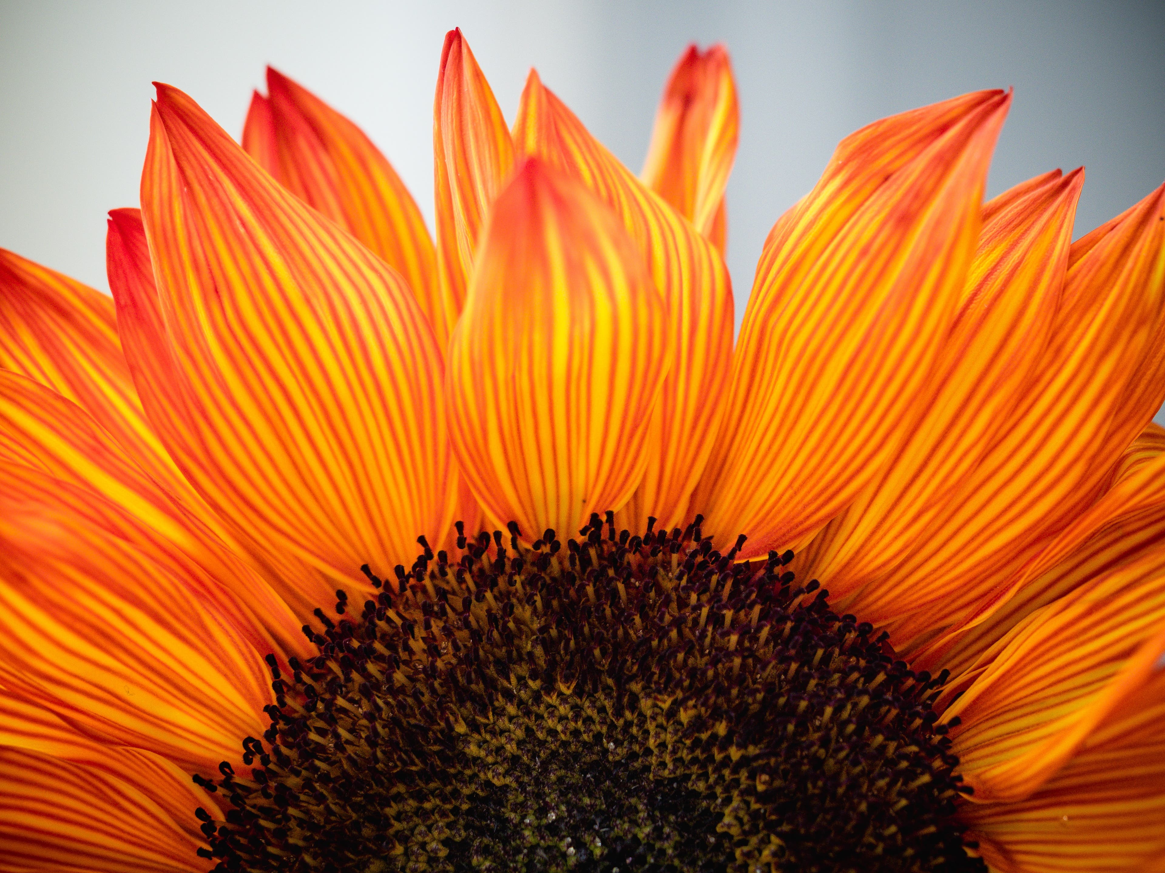 Sunflower graphic