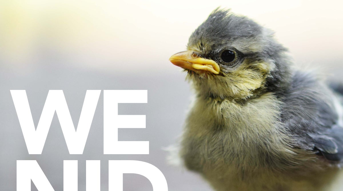 De Ligue Royale Belge pour la Protection des Oiseaux “nid you’