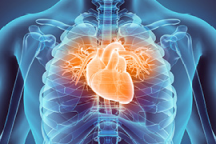 Graphic image of the heart