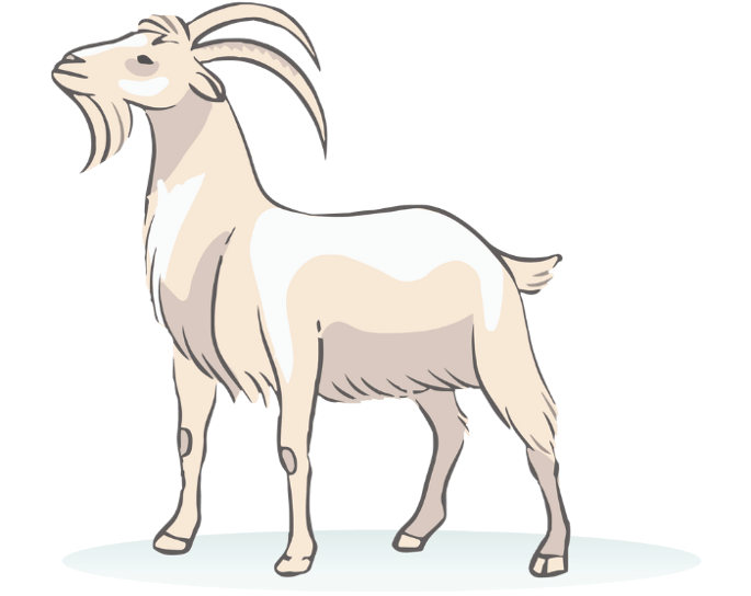 Goat