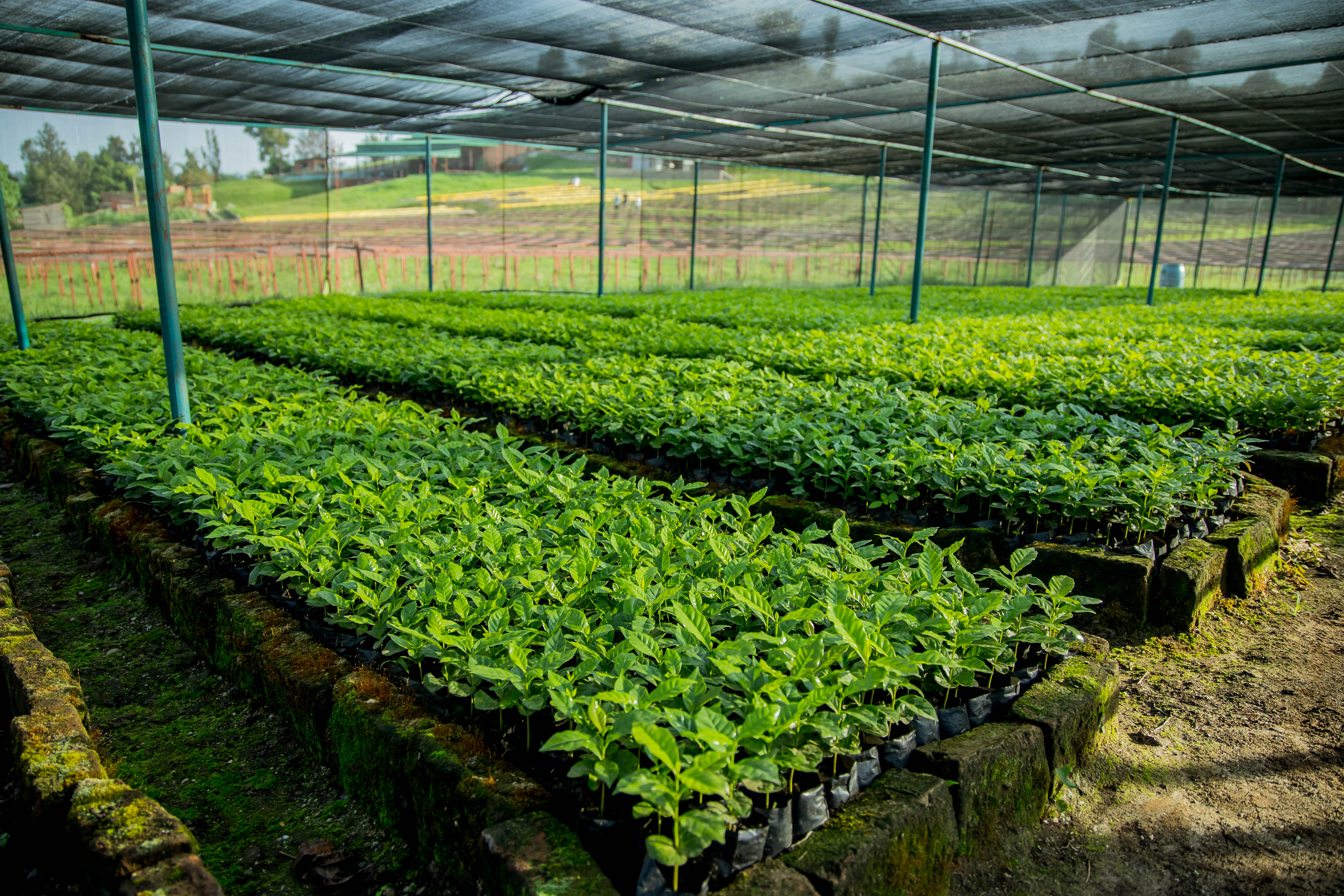 Ugacof seedling nursery