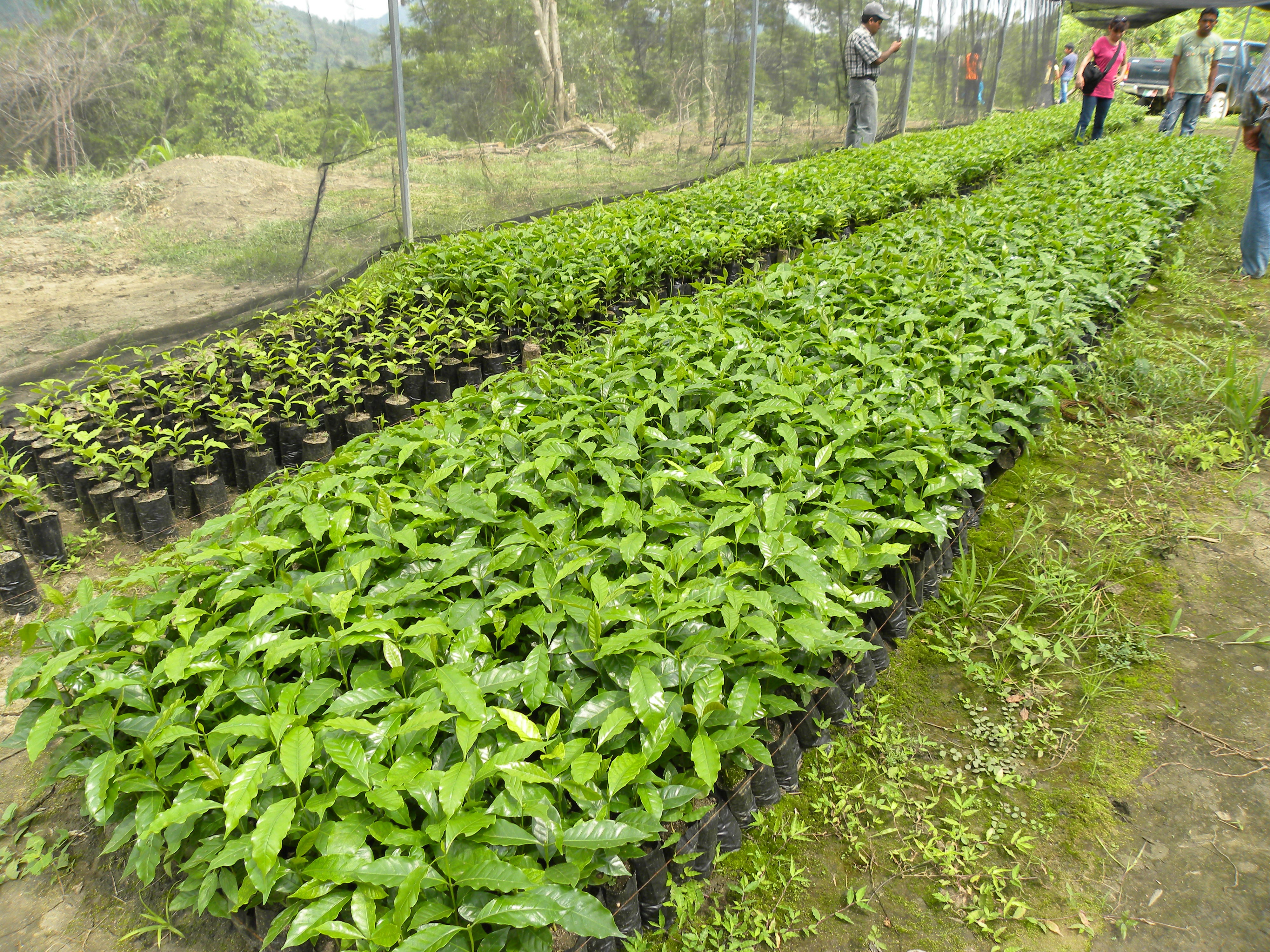 Seedling nurseru