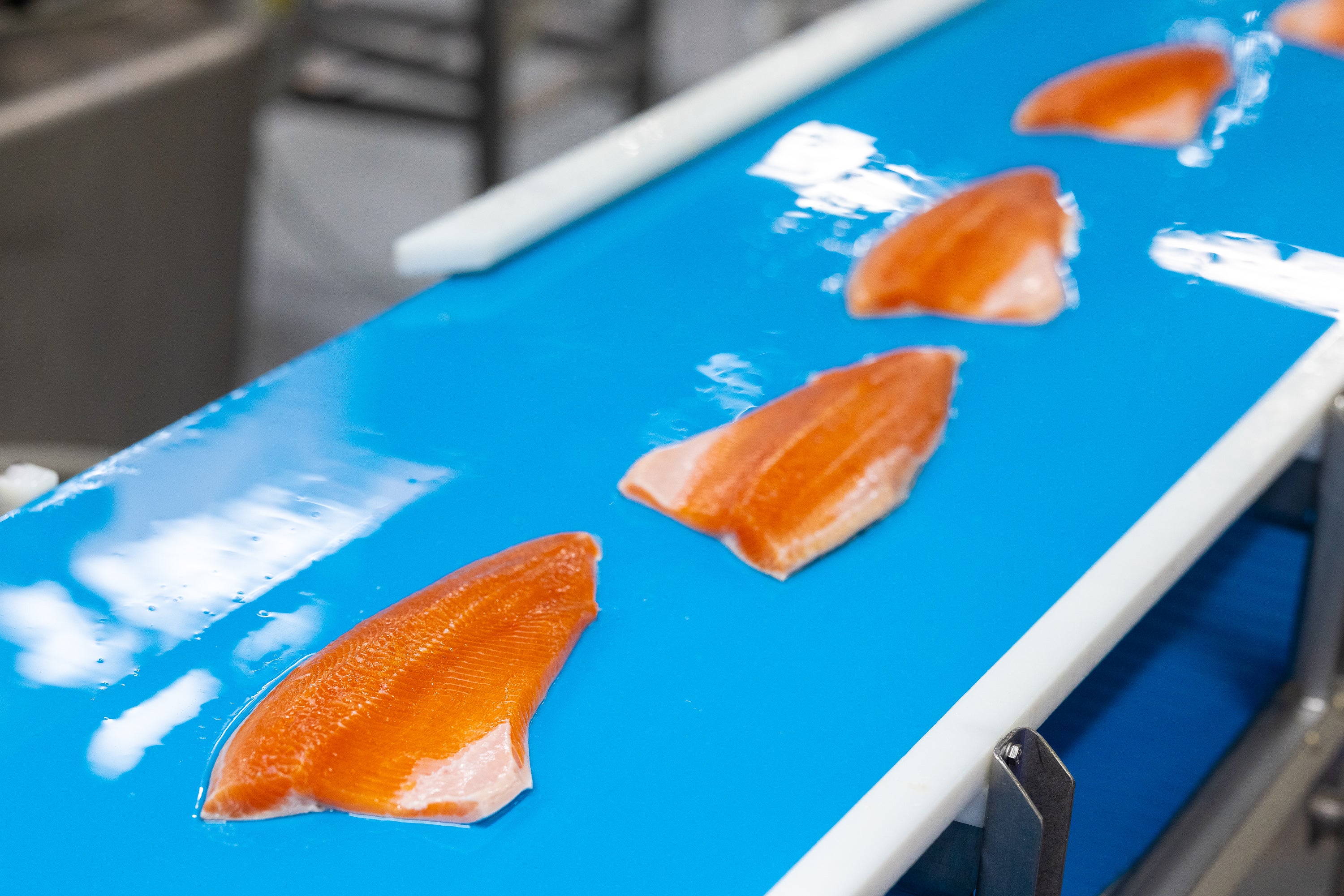 サーモドライブベルト上のイワナの切り身