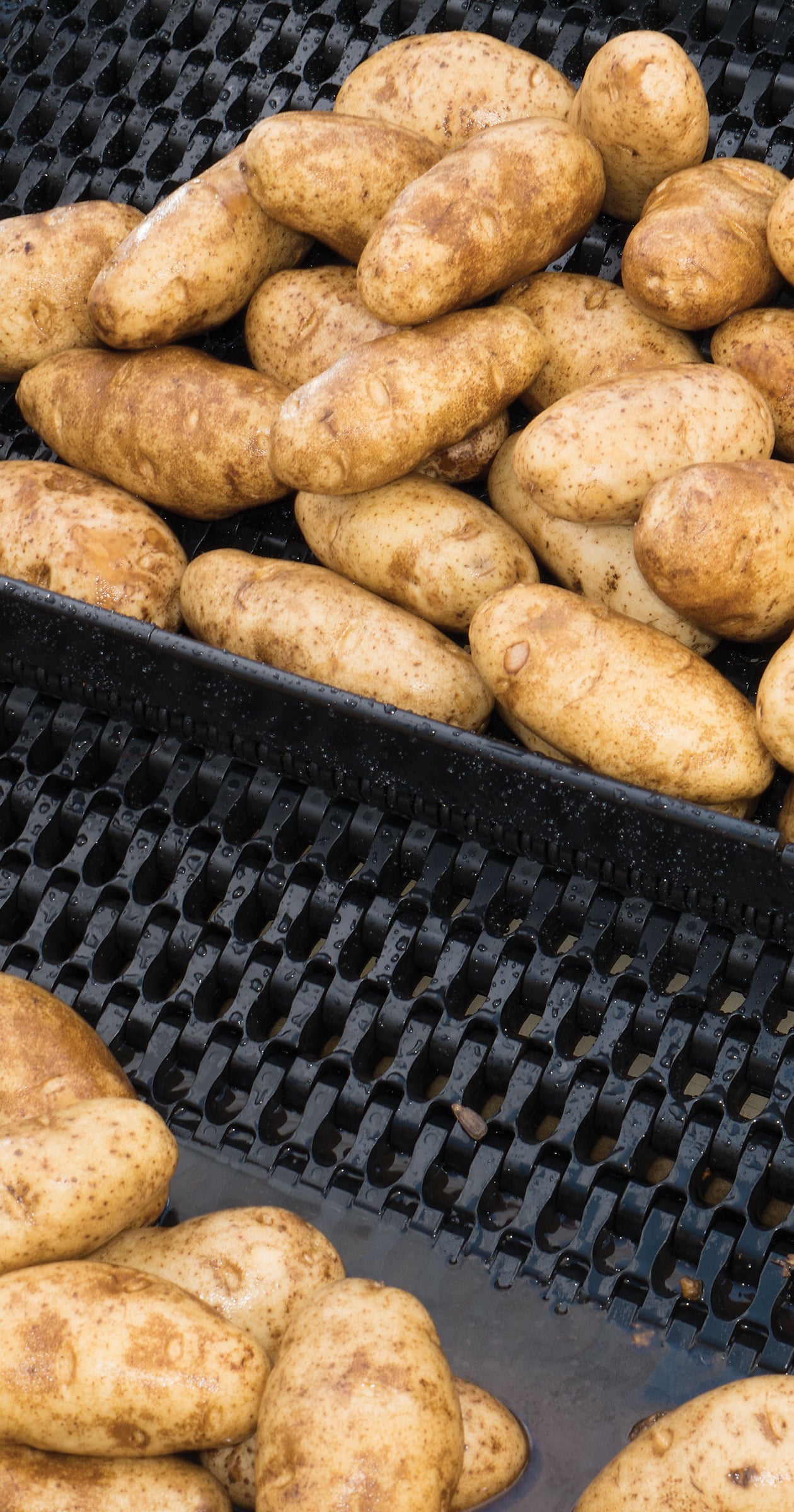 Batatas em esteira modular plástica preta, resistente à abrasão