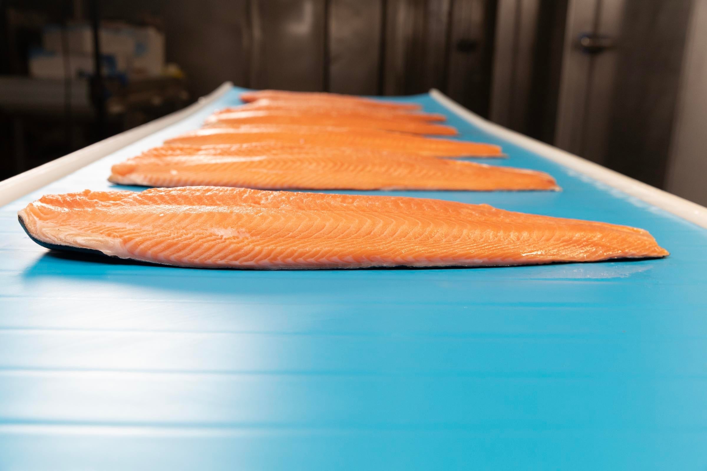 Filets de saumon sur le tapis à bande lisse ThermoDrive