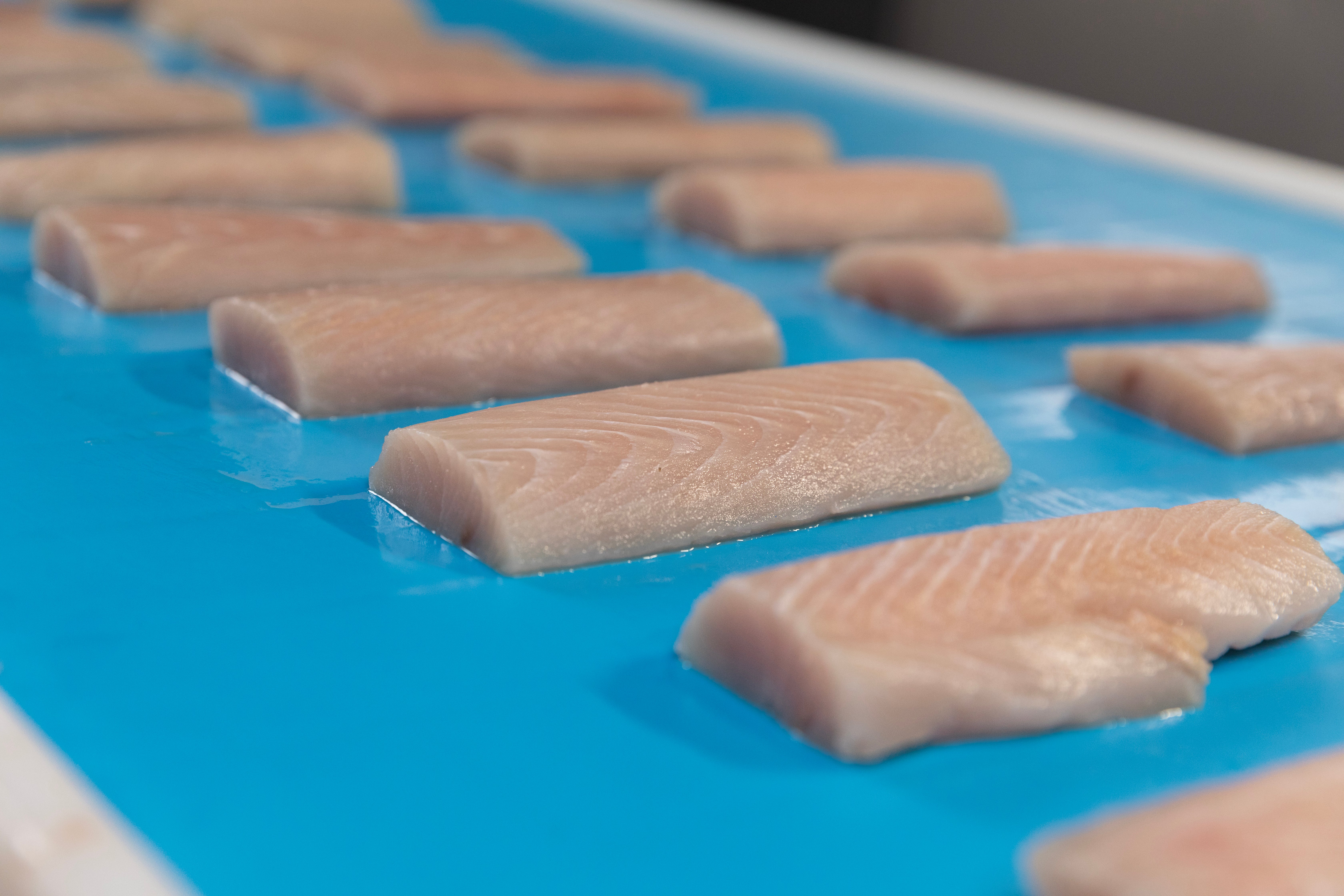 Filés de peixe arredondadas na esteira ThermoDrive