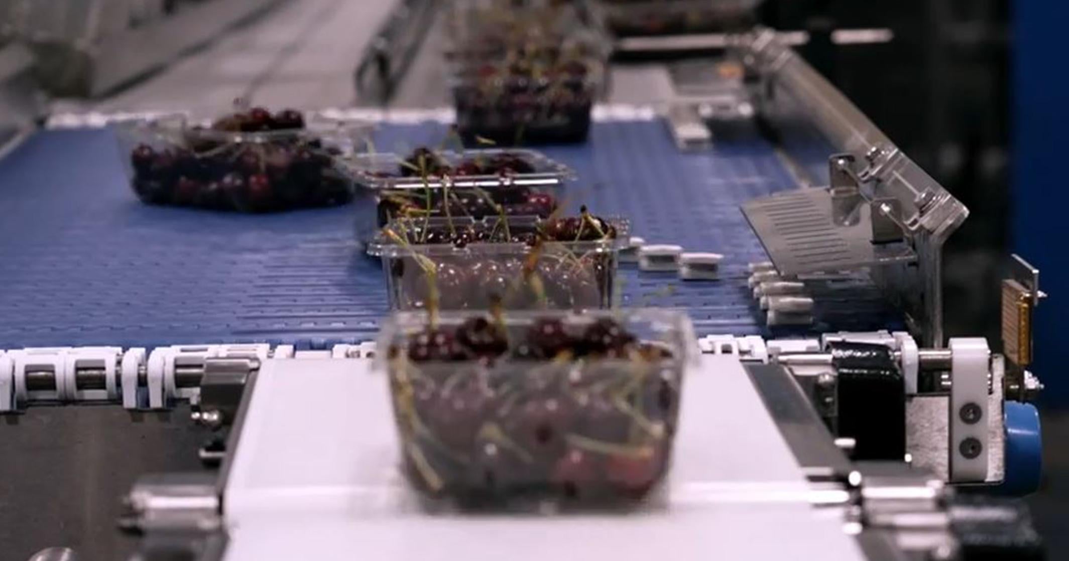 Vaschette a conchiglia di ciliegie movimentate su un deviatore Intralox AIM