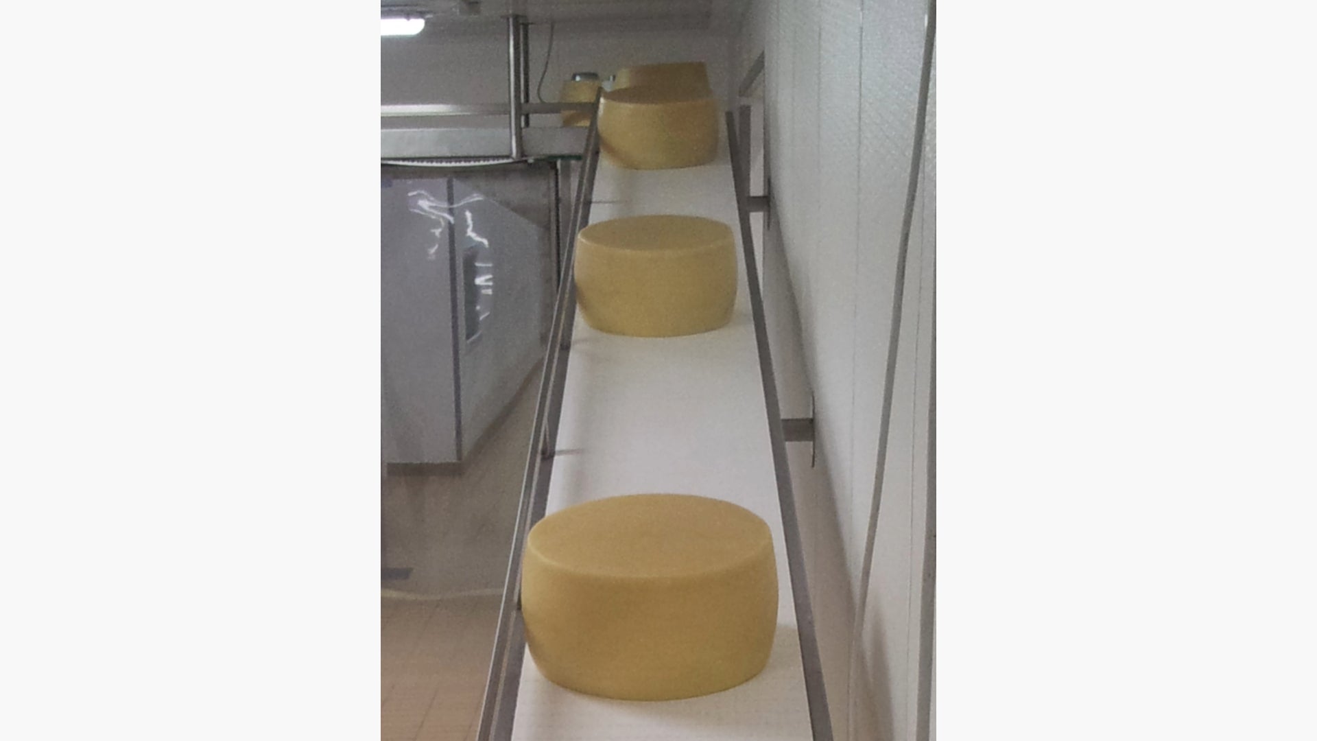 Große Käseräder auf Aufwärtsförderer mit weißem Kunststoffförderband