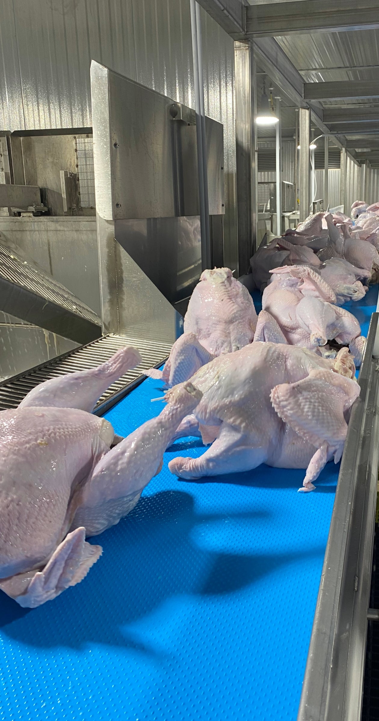 Whole turkeys on BarDrive conveyor belt