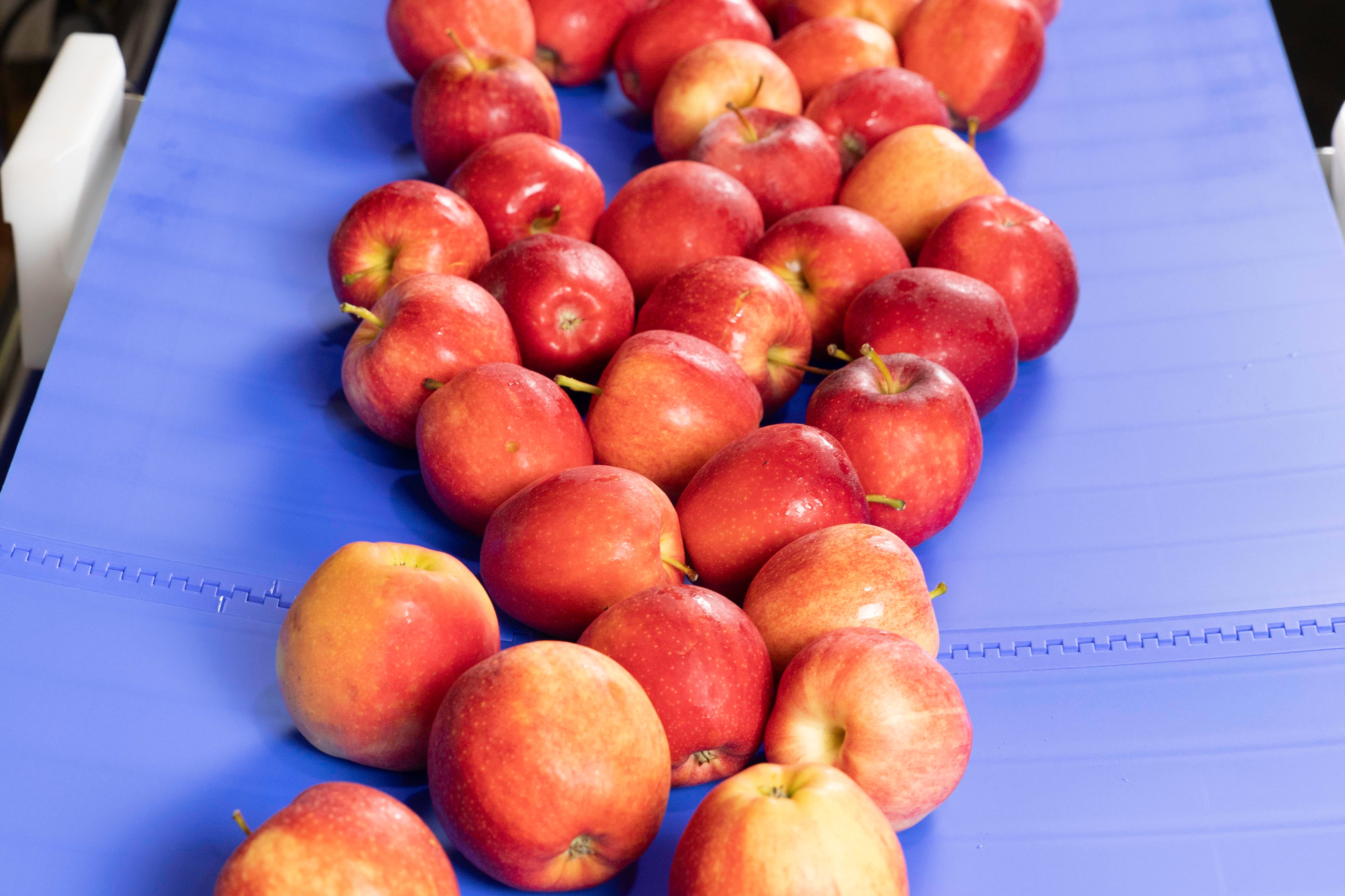 Apples on troughed ThermoDrive belt