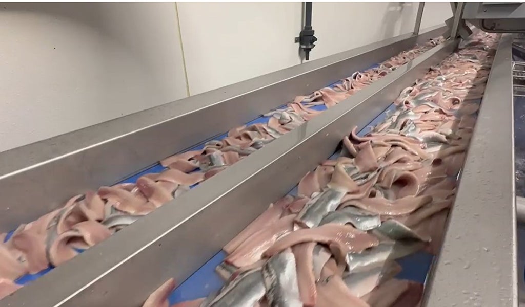 Strips of raw fish moving along a blue conveyor belt in a processing facility