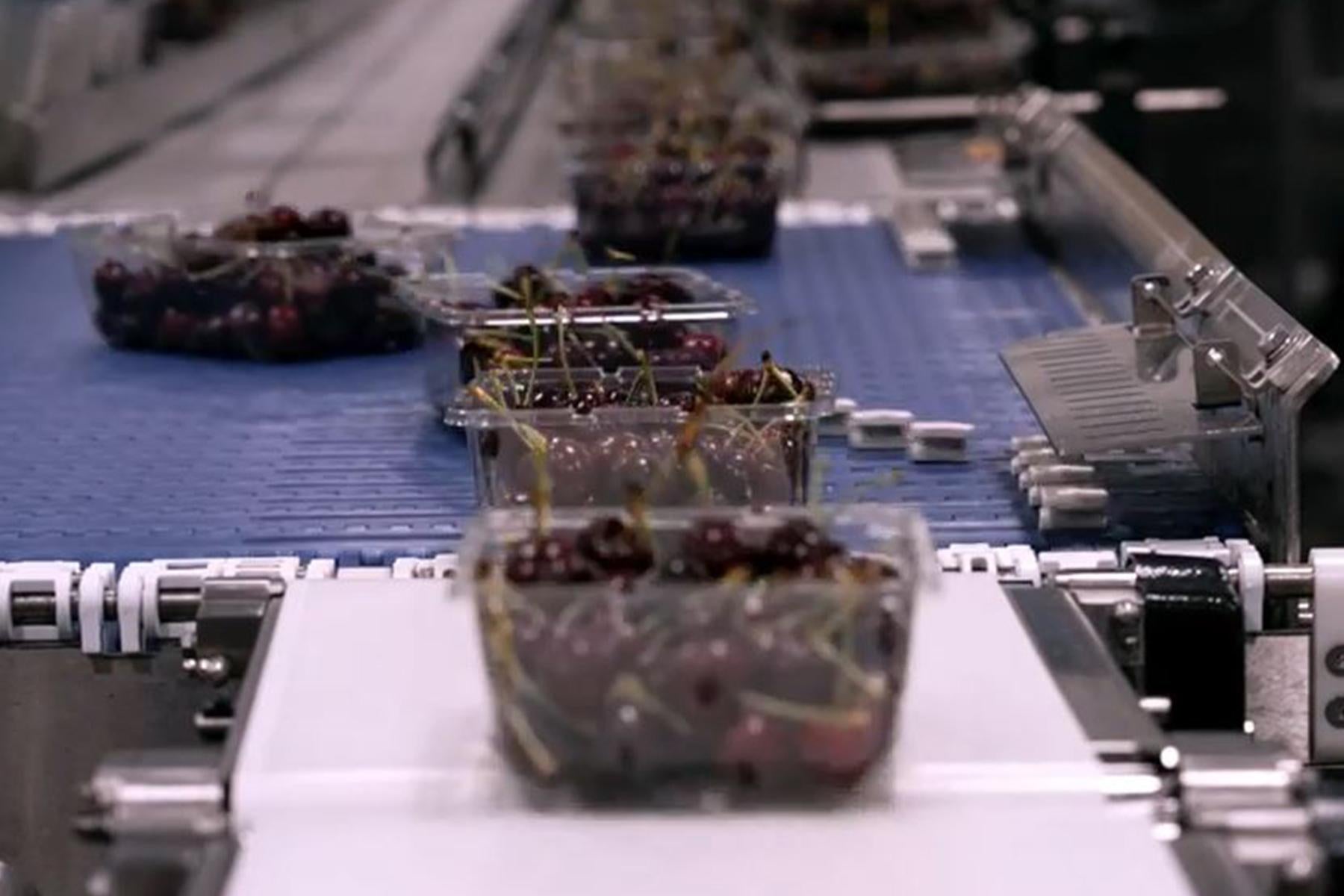 Embalagens de cerejas no Divisor AIM da Intralox