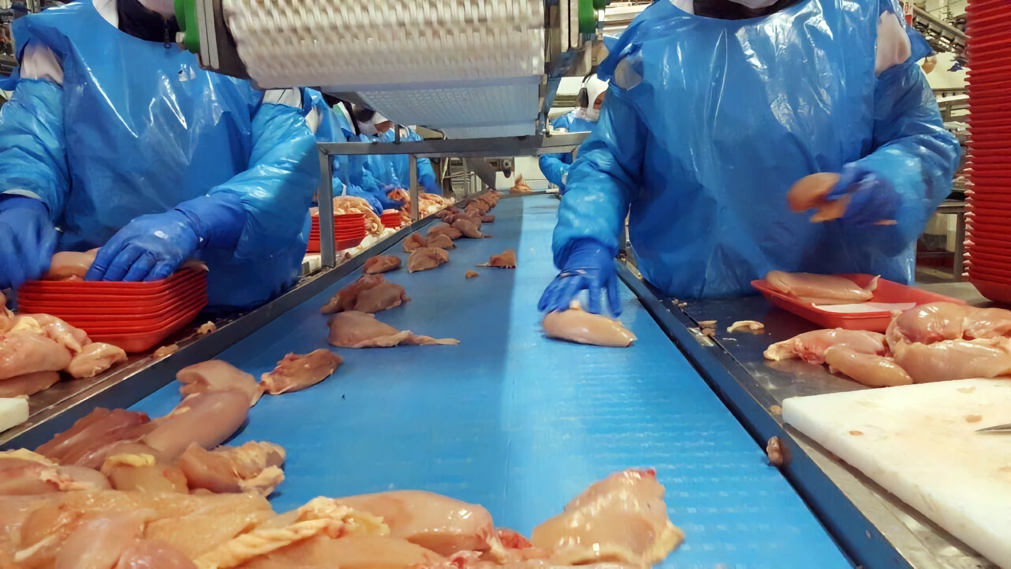 Torsos of workers in blue gloves and Ty-vek suits handling chicken breasts along conveyor with ThermoDrive belt