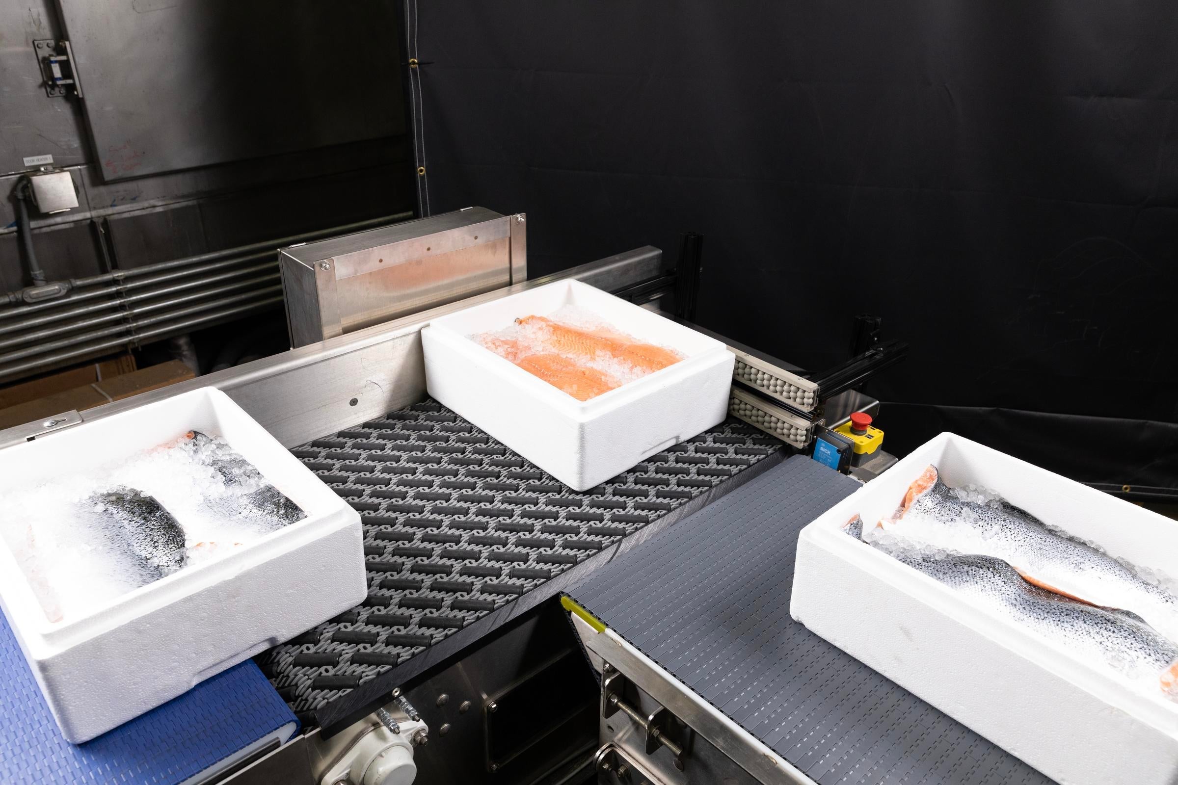 Saumons entiers et en filets dans des caisses de glace déplacées sur des convoyeurs à un angle de 90 degrés