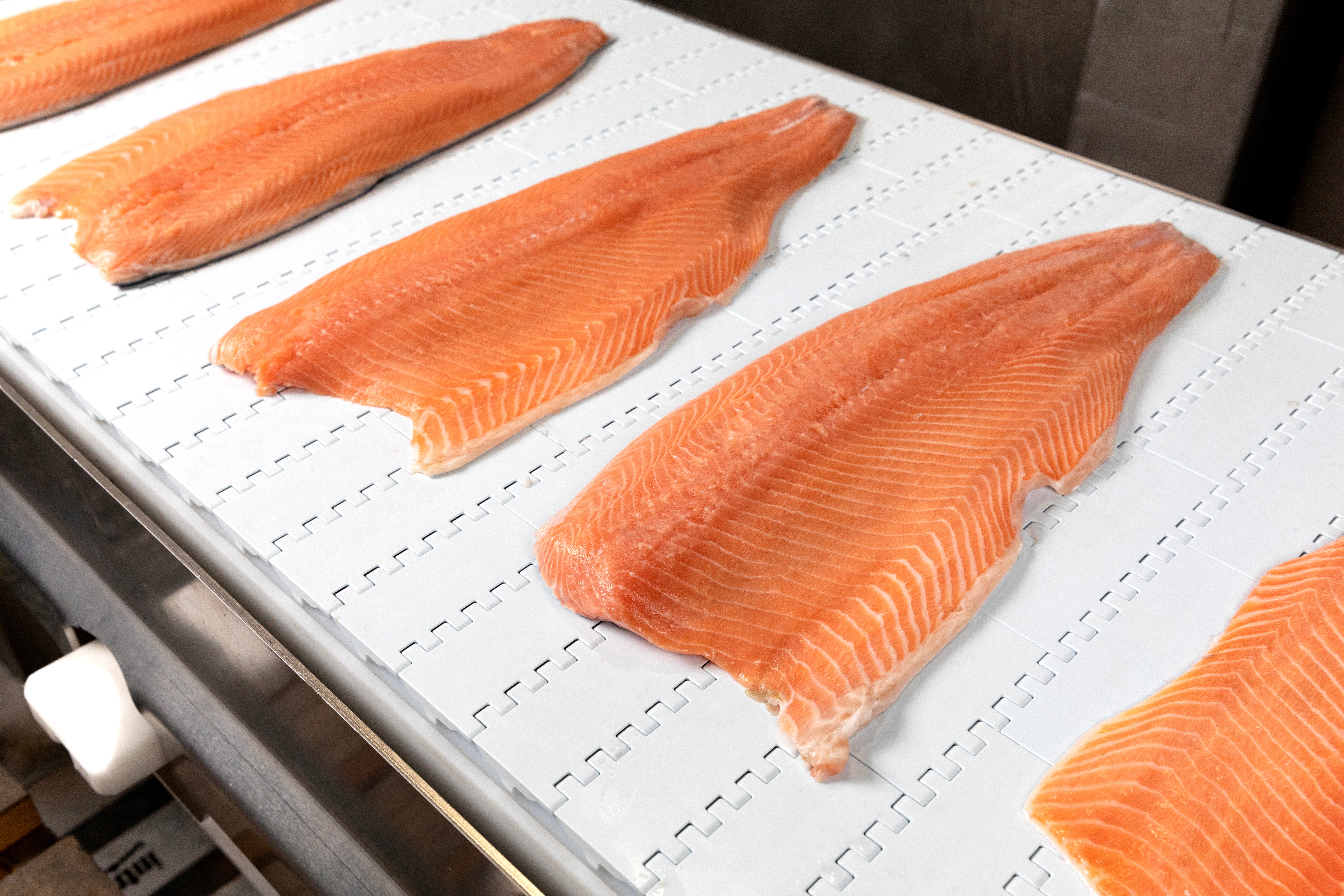 Forellenfilets auf einem PK-Band der Serie 800