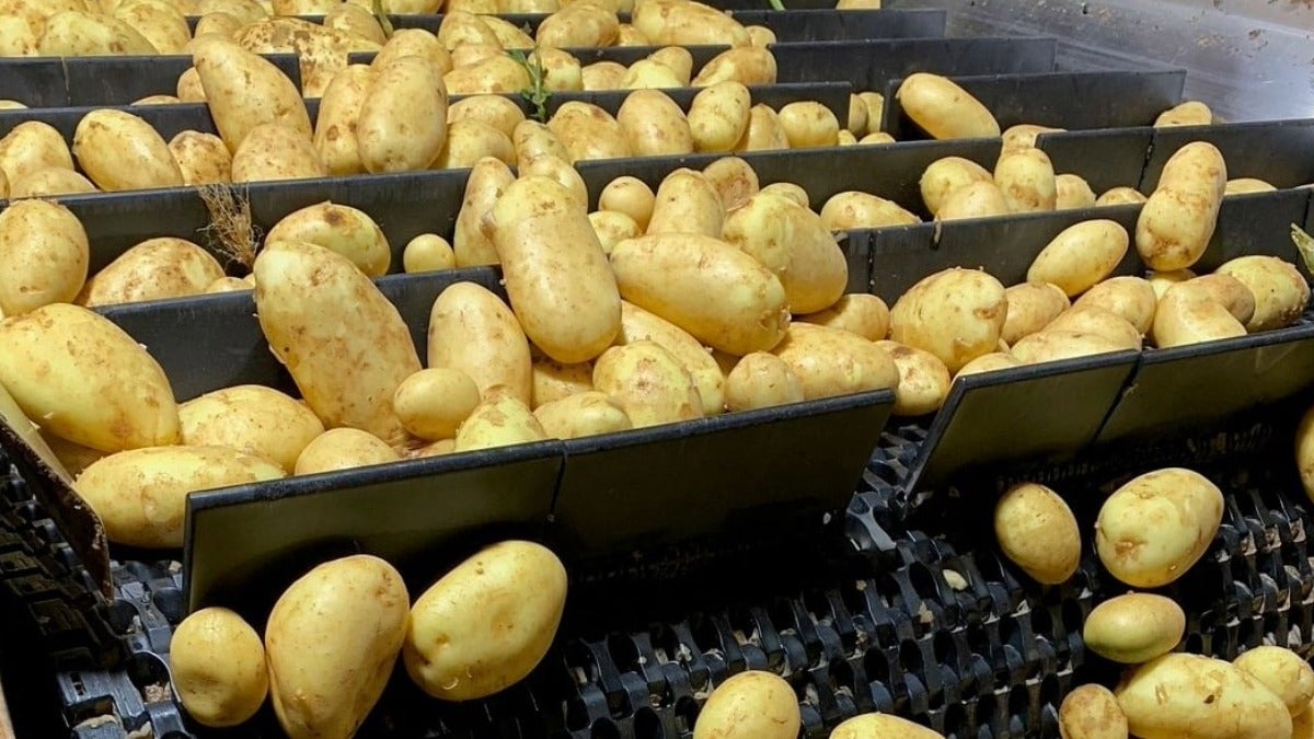 Kartoffeln auf dem Intralox Förderband der Serie 1750 mit Mitnehmern