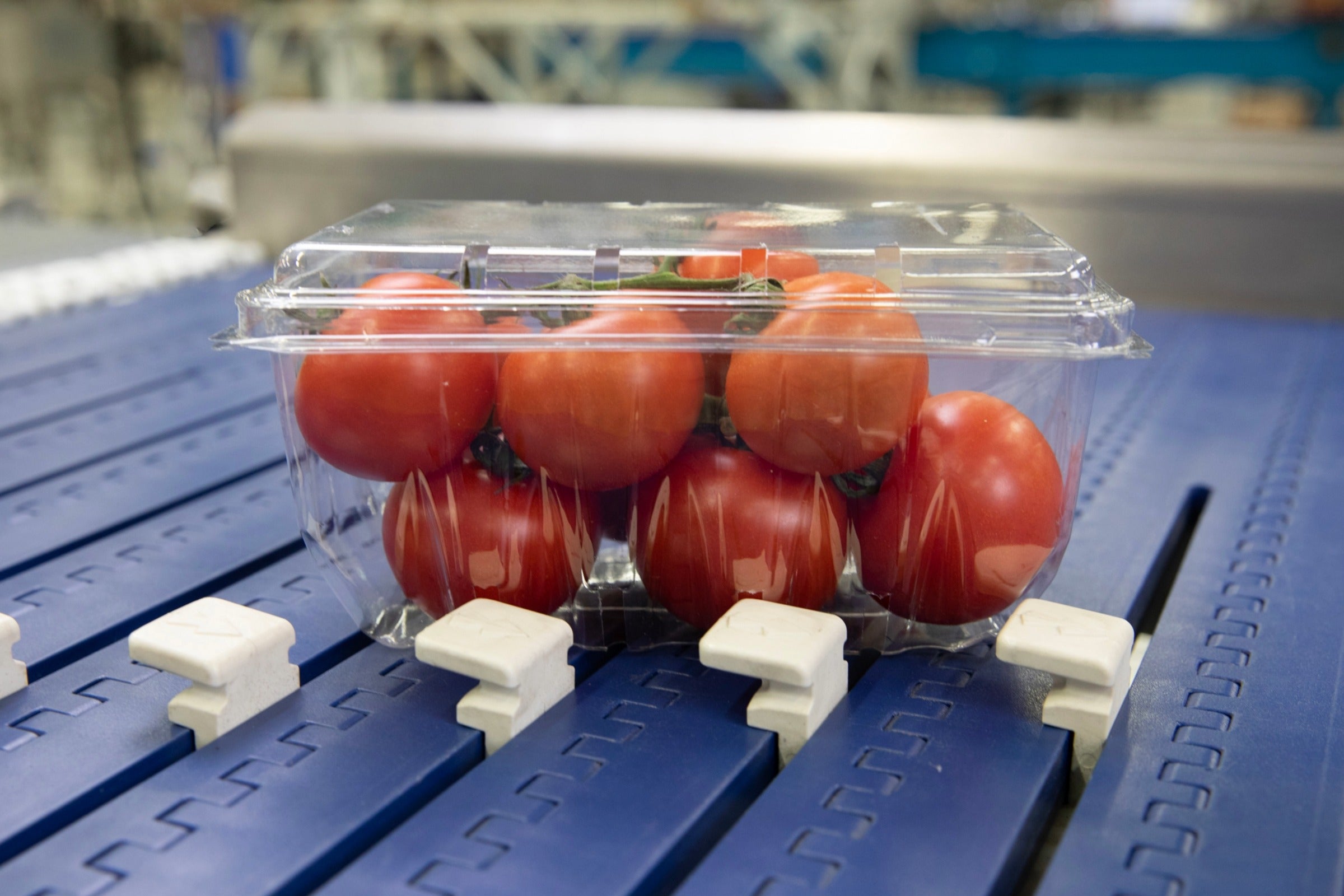 Pomidory w przezroczystym, plastikowym opakowaniu typu clamshell na przenośniku AIM firmy Intralox