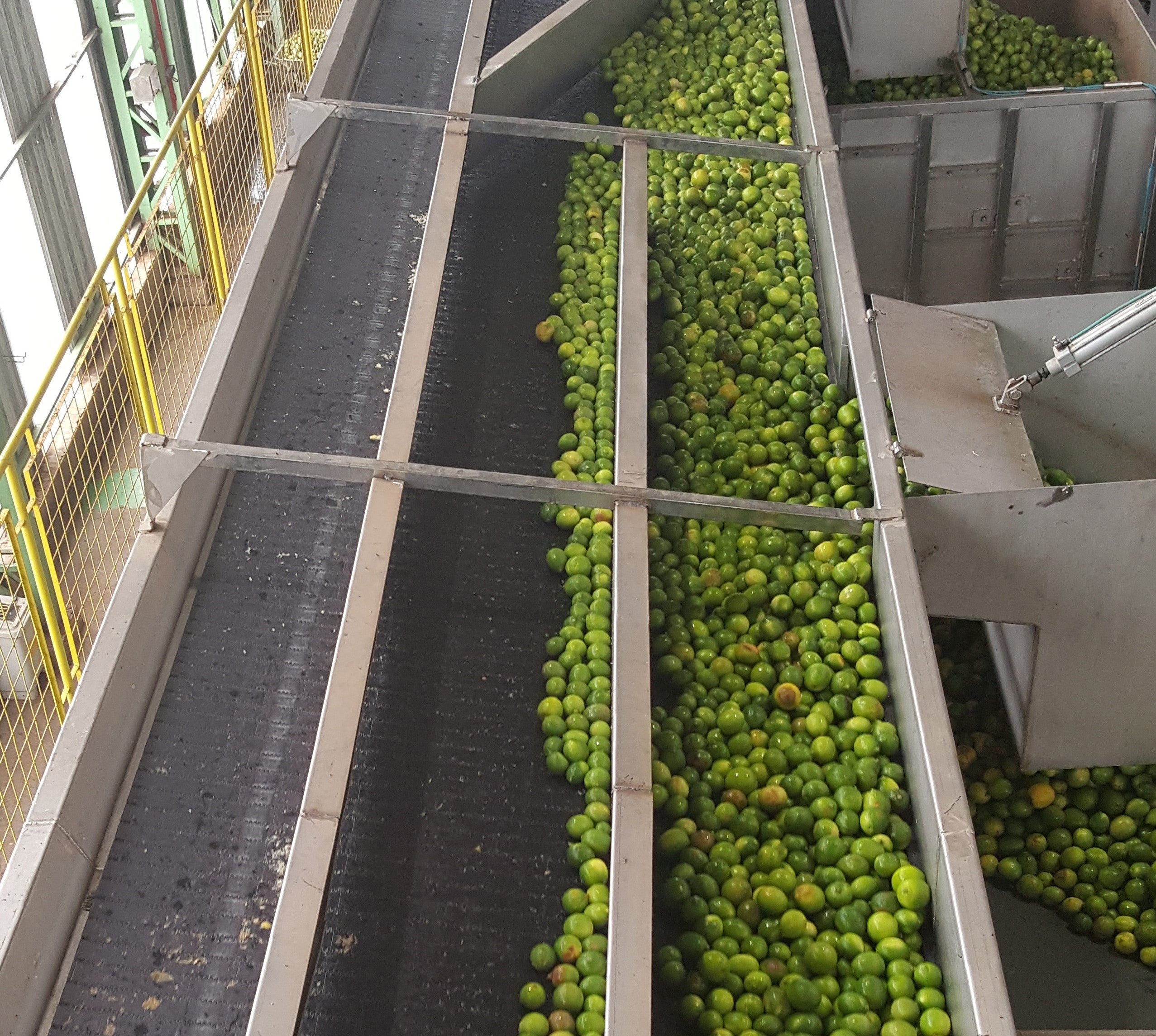 Arance sul trasportatore della linea di alimentazione Serie 4500