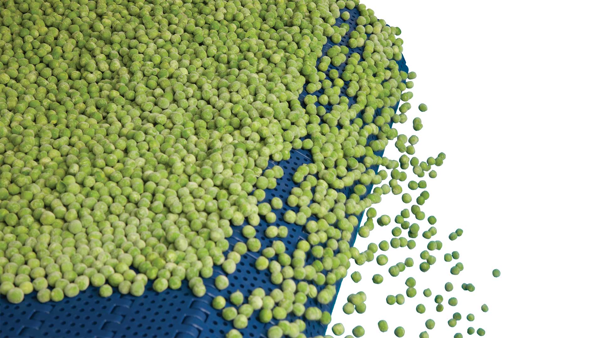 Frozen green peas on blue IQF freezer conveyor belt