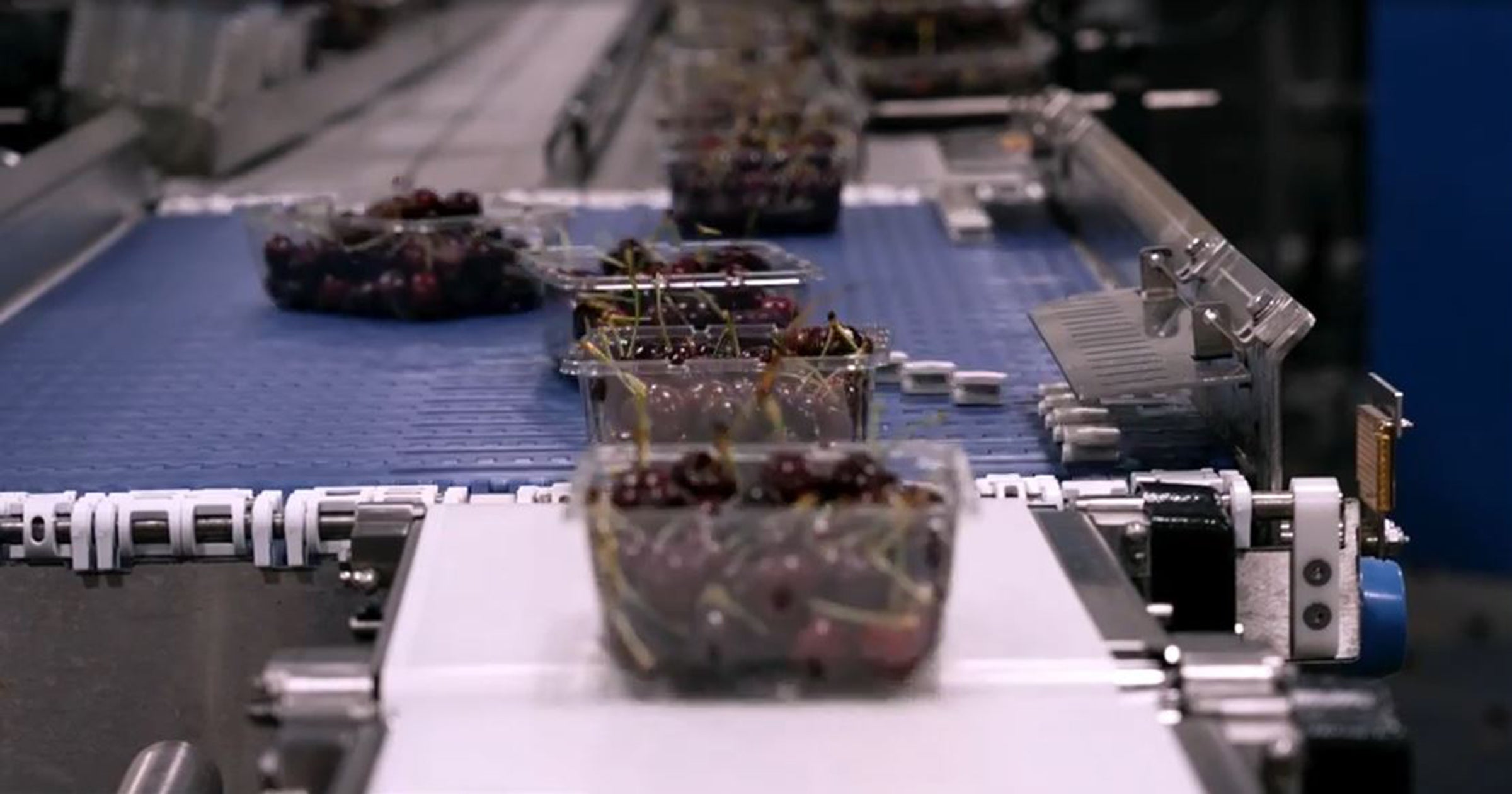 Clamshells of cherries travel on an Intralox AIM Switch