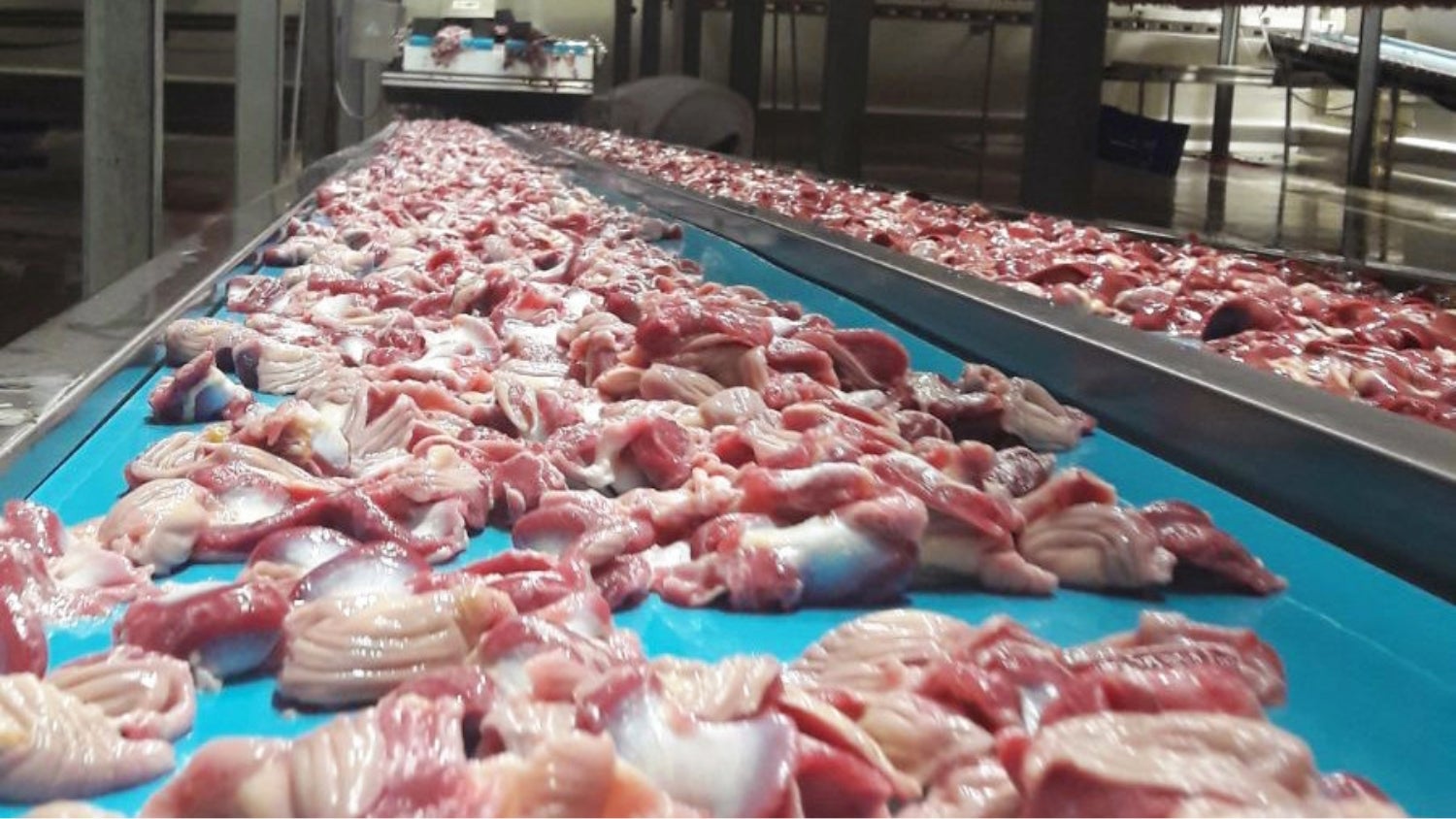 Cut-up pieces of chicken on Intralox ThermoDrive conveyor belt