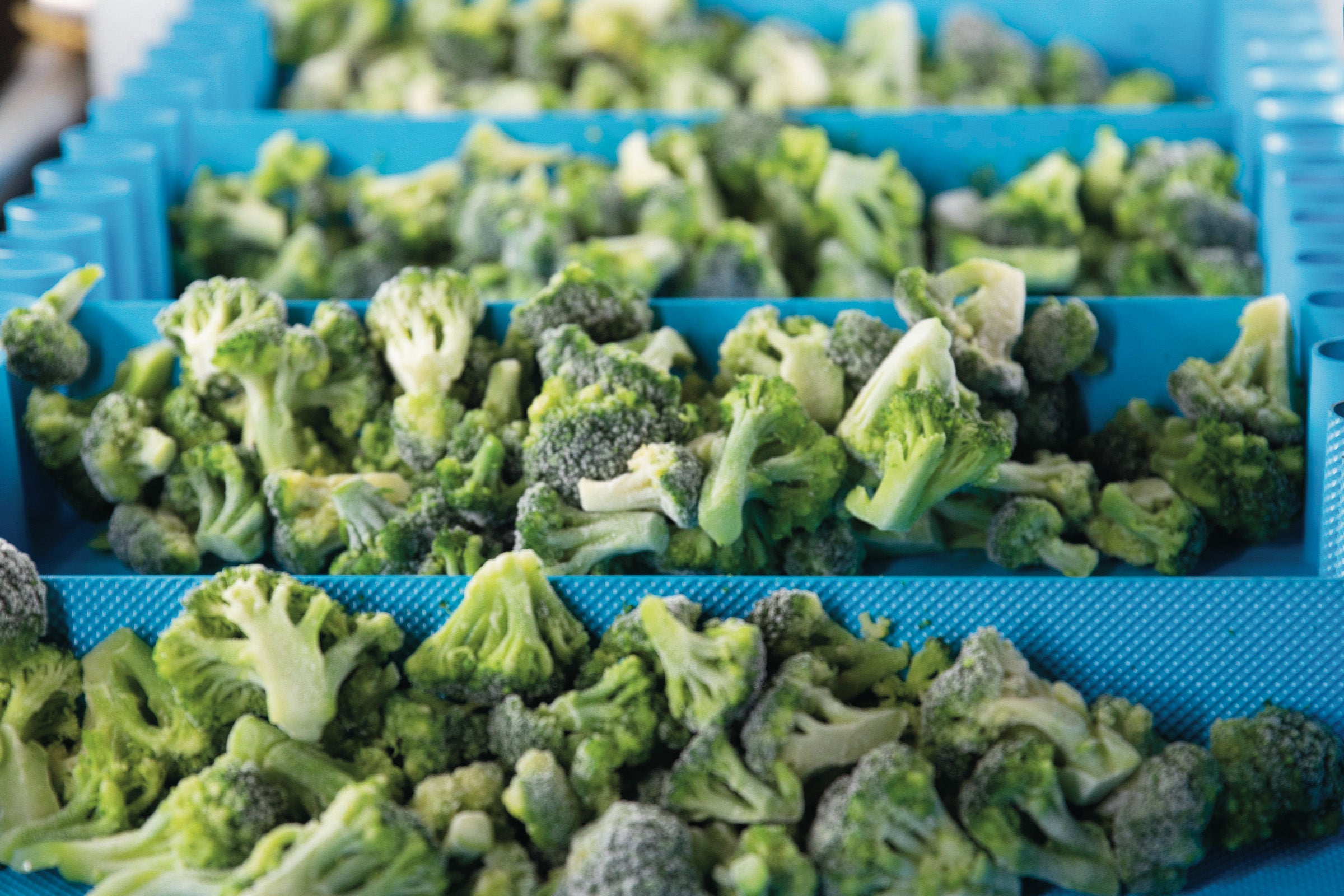 Brócoli congelado en una banda ThermoDrive con empujadores y Synchronized Sidewalls