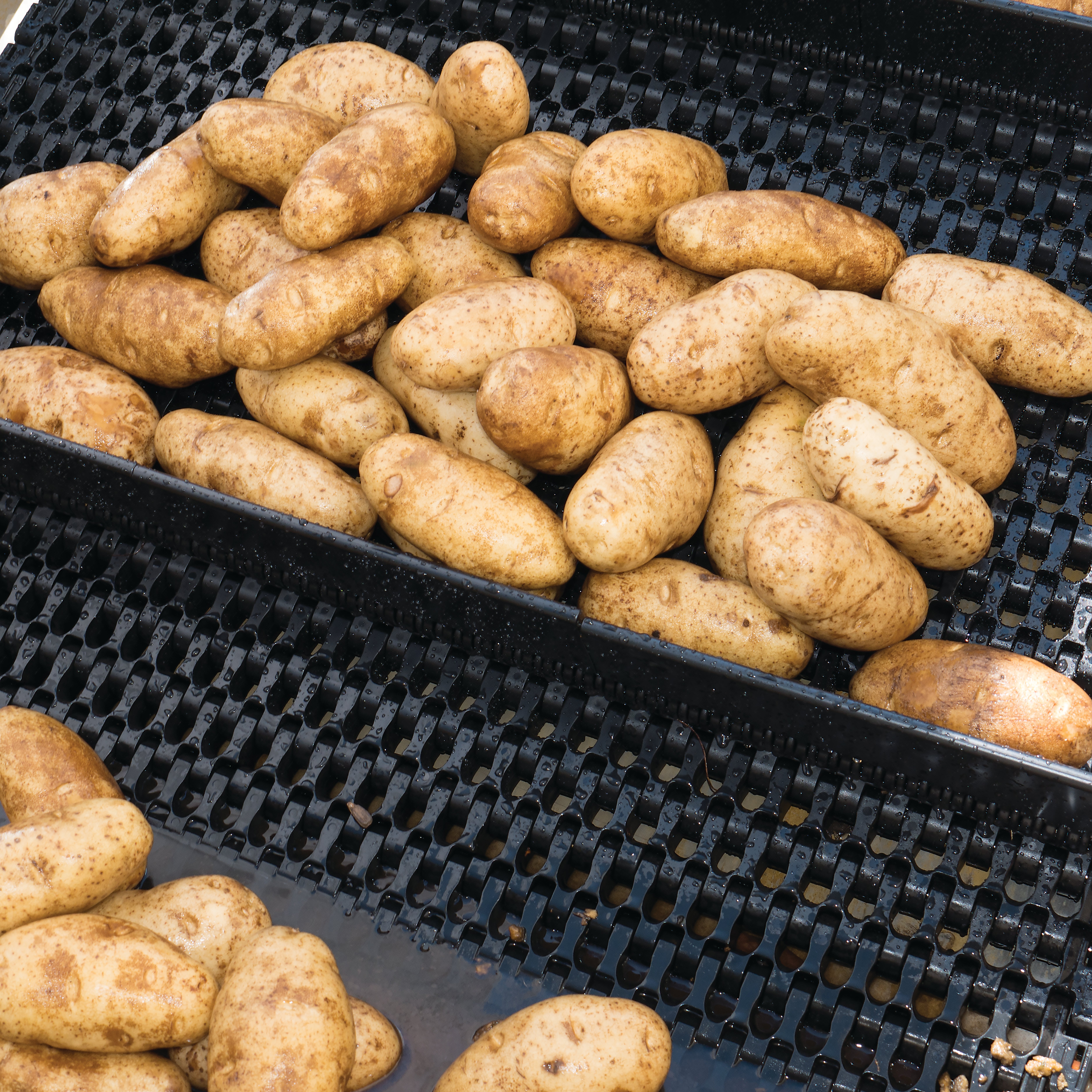 Potatoes on Series 1750 abrasion resistant conveyor belt