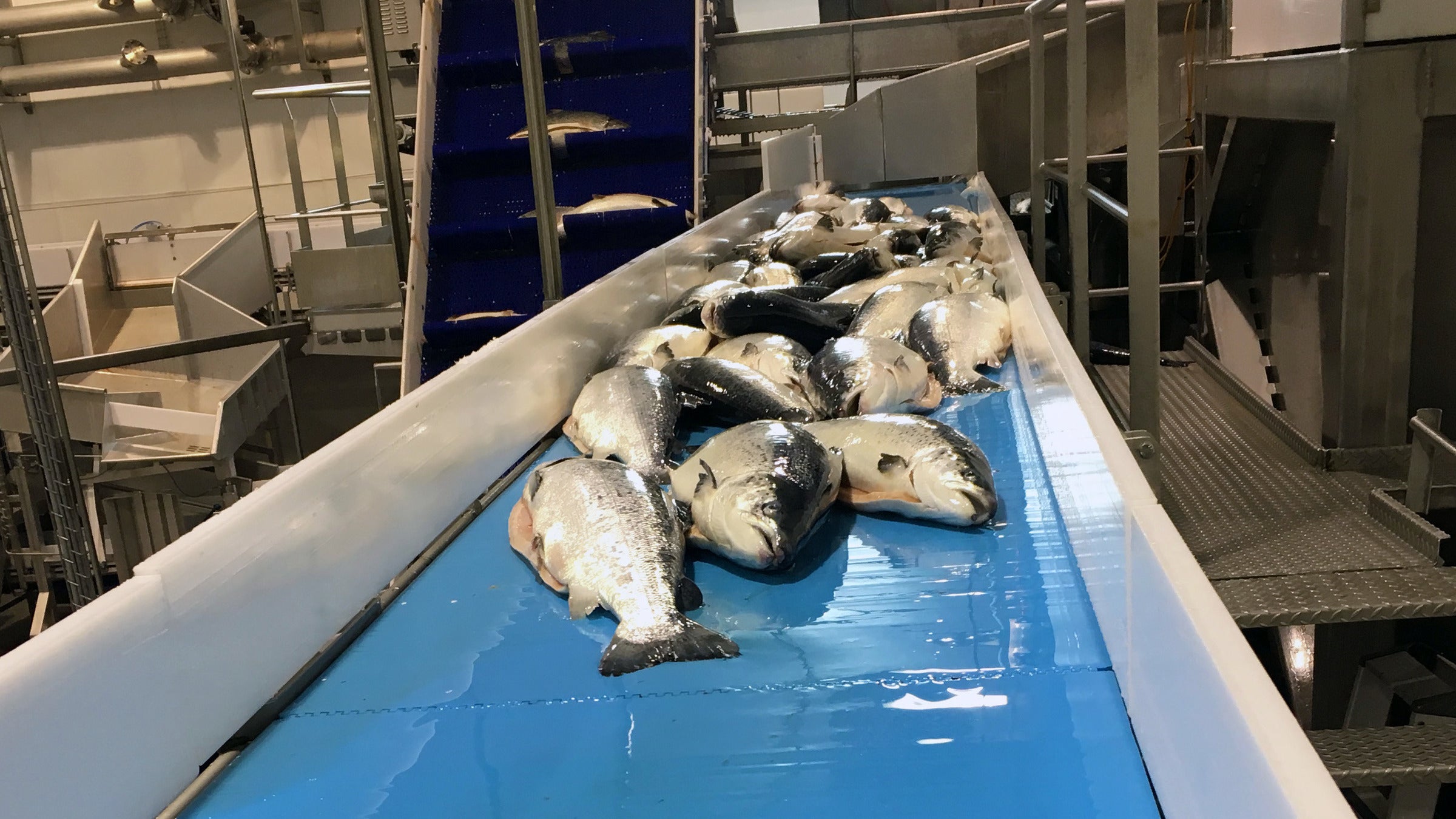ThermoDrive salmon conveyor