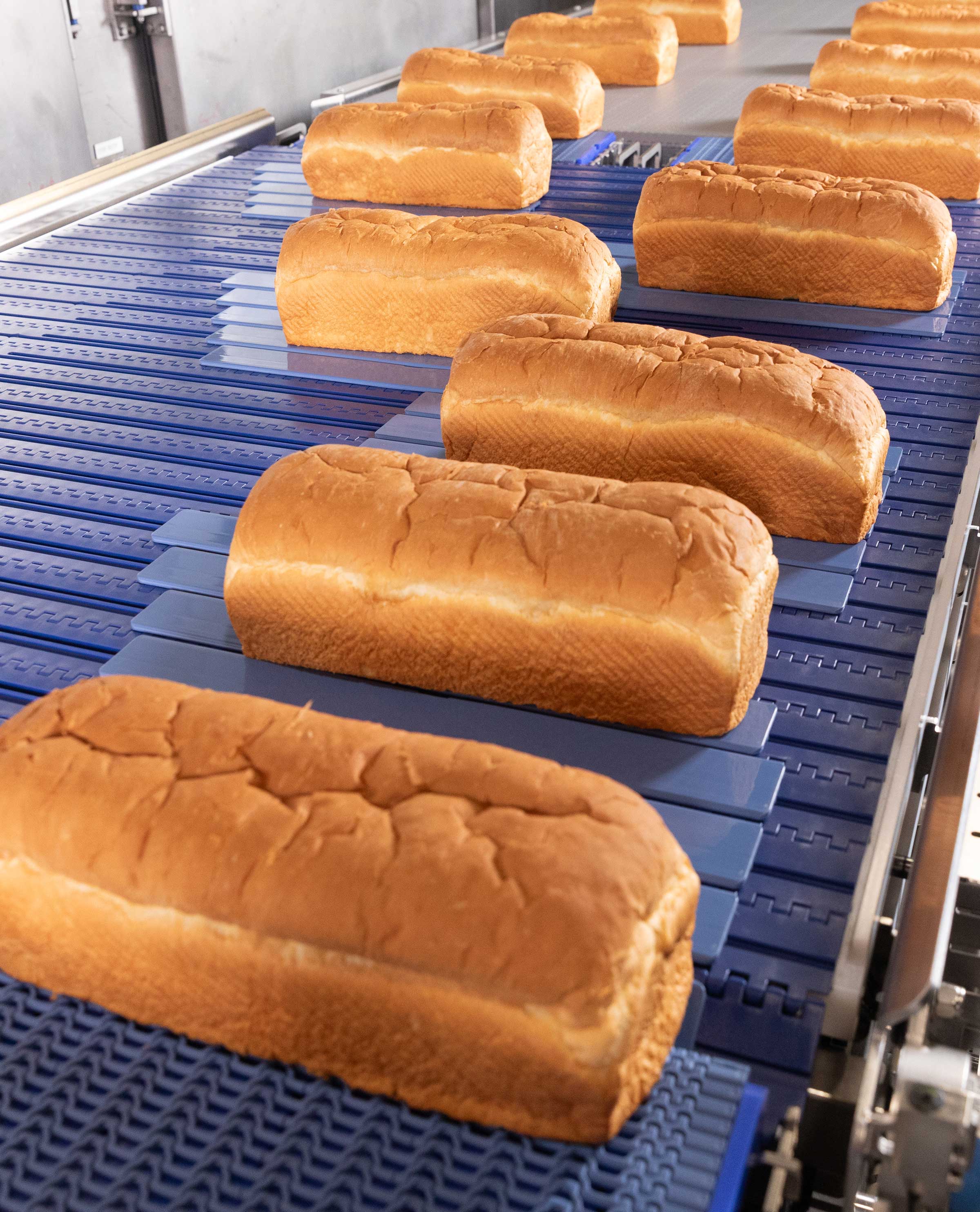 Brotlaibe auf einem blauen modularen Kunststoffförderband in einer kommerziellen Bäckereiumgebung. Das Förderersystem, ausgestattet mit automatisierten Systemen und Führungen, transportiert die Brotlaibe.